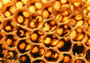 propolis